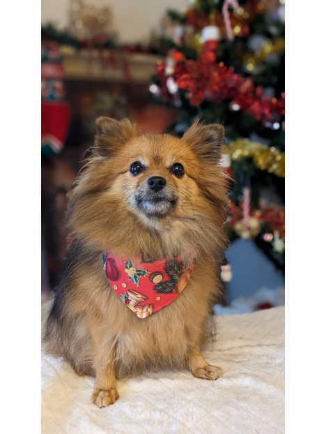 bandana de noel pour spitz